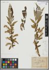 Foto von Salix alba L. x Salix fragilis L.